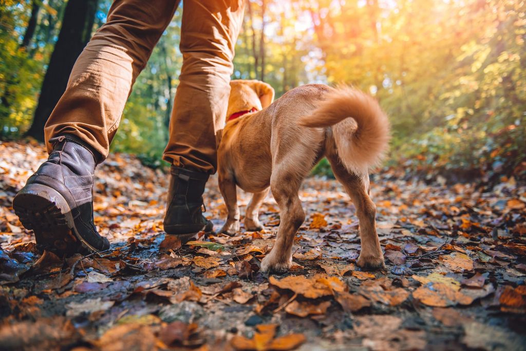 Advantages of hiking with your dog