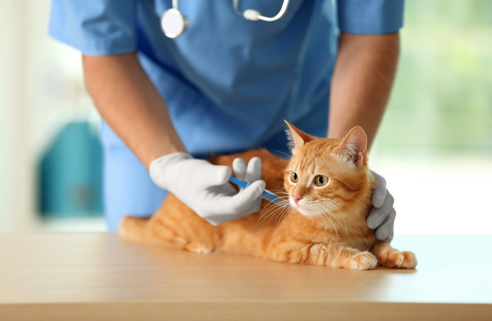 Cat Vet in Encino