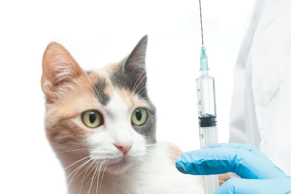 Cat vaccination near you in Encino